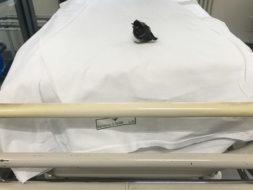 hospitalita_04