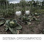 SISTEMA ORTOSIMPATICO copia