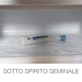 SOTTO SPIRITO SEMINALE copia