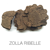 ZOLLA RIBELLE copia