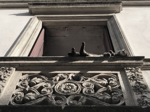 gatto_su_balcone_15